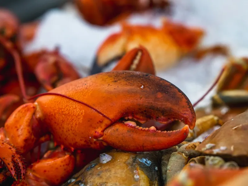 Salt, Kelp, and Catch of the Day: How California's Coastal Chefs Cook With the Ocean Itself