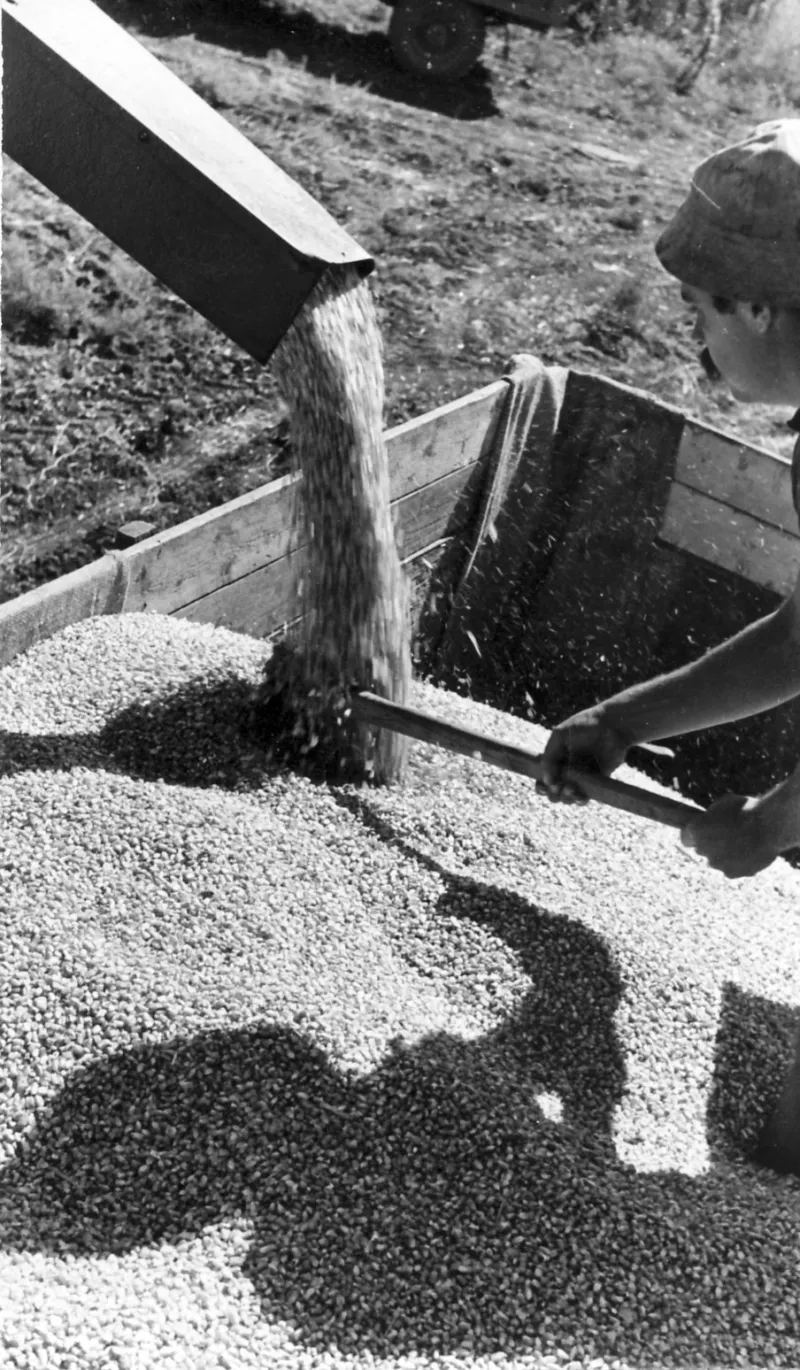 Ancient Grain, New Bread: Meet the California Farmers and Bakers Bringing Heritage Wheat Back to Life