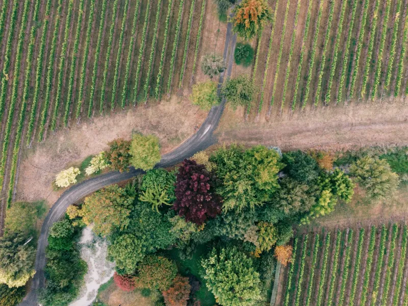 The Long Way Through Wine Country: Forgotten Stops Between Napa and Paso Robles
